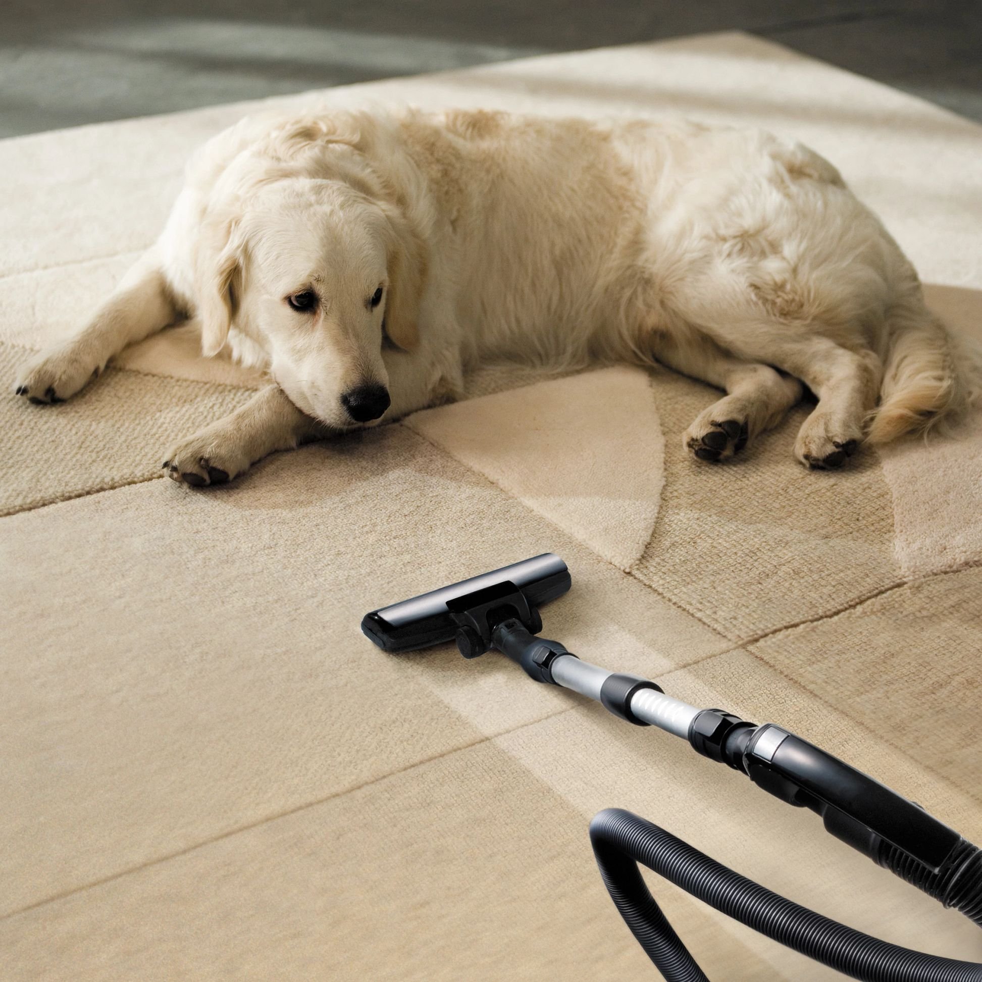 dog on rug being cleaned - Big Dog Flooring in Indianapolis, IN