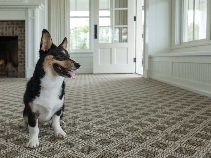 dog on carpet - Big Dog Flooring in Indianapolis, IN