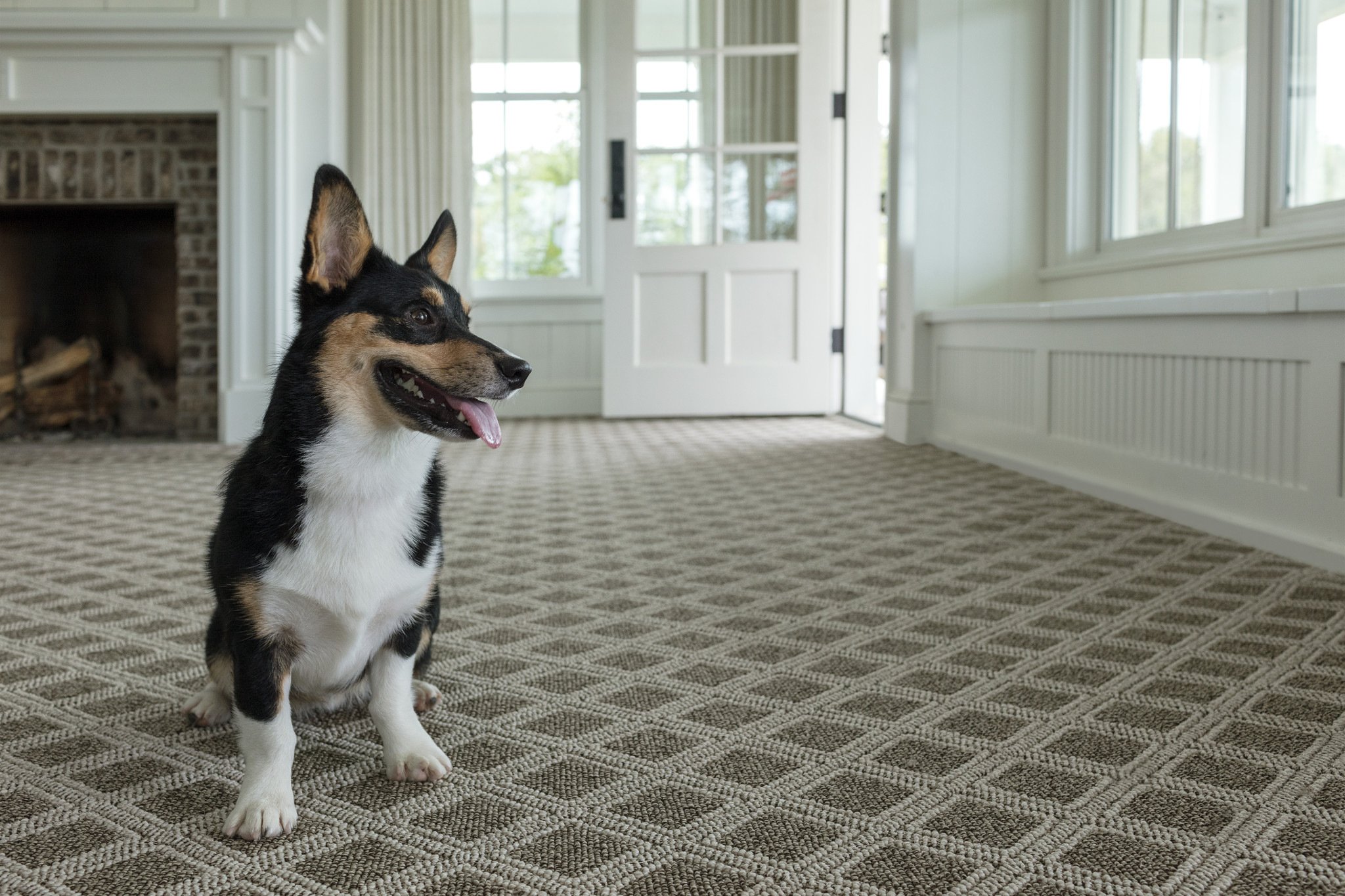 dog on carpet - Big Dog Flooring in Indianapolis, IN